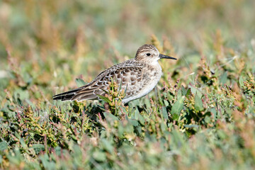 Baird's sandpiper (calidris bairdii), Frank Lake, Alberta, Canada,