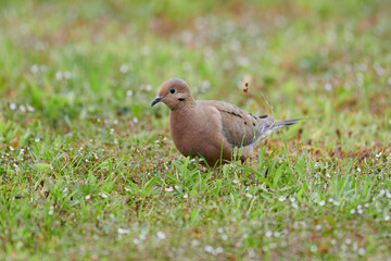 Mourning dove (zenaida macroura),  Cherry Hill, Nova Scotia, Canada,