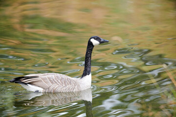 Canada goose (branta canadensis), Inglewood Bird Sanctuary, Calgary, Alberta, Canada,