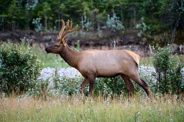 Naklejka na ściany i meble Bull Elk, (Wapiti) (Cervus canadensis) Bow River, Canmore, Alberta, Canada,
