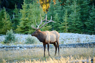 Bull Elk (Wapiti), (Cervus canadensis) guarding his harem of cows, Bow River, Canmore, Alberta, Canada,