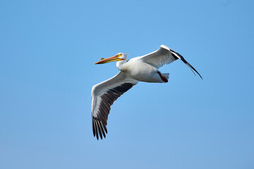 Fototapeta na wymiar American white pelican (Pelecanus erythrorhynchos) in flight Frank Lake, Alberta, Canada