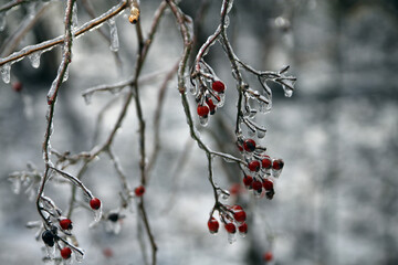 Branches covered by ice after freezing rain