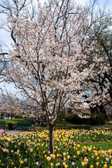 Fototapeta premium tree in bloom