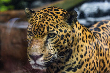 Jaguar in a glass enclosure