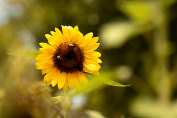 sunflower in the field