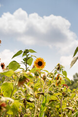 sunflower in the field