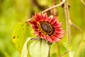 Sunflower Isolated Red