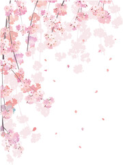 Cherry blossom branch background 3 weeping