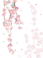 Cherry blossom branch background 5 weeping