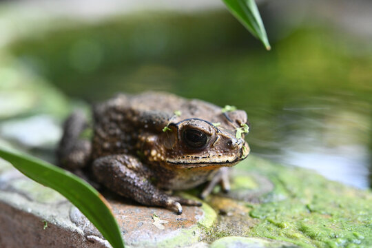  portrait photo of common asiatic toad beside pond