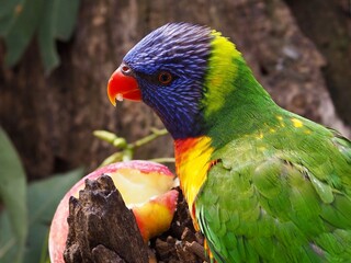Active charismatic Rainbow Lorikeet with bright eyes and flamboyant plumage.