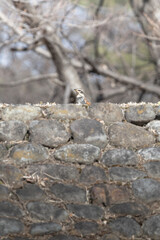石垣の上で辺りを見渡すツグミ