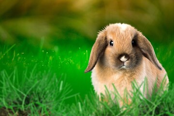 Cute small bunny on green meadow