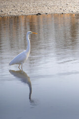 川の中から周りを見渡す白鷺