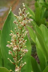 Obraz premium homegrown organic galangal flower by the pond
