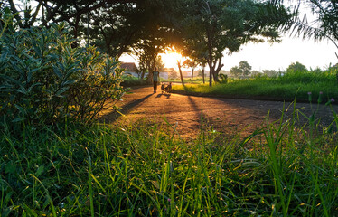 Obraz premium Woman walking with the dogs in the morning.