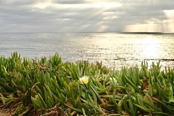 grass on the beach