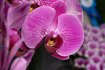Close-up abstract image of orchid flowers - stock photo. Flower abstract art.