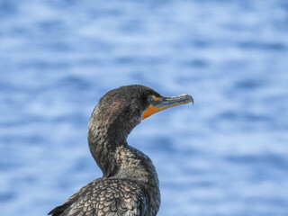 Double-crested cormorant at the Circle B Bar reserve in Florida
