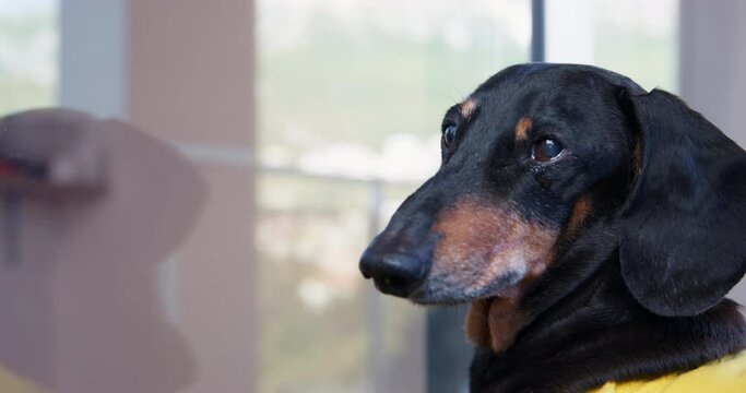 Portrait of elderly abandoned dog at window, tear flows down his cheek, cries separation towner, sad from betrayal. Old dog was given shelter dachshund cries separation Emotional experiences of pets 