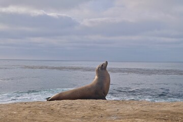 Naklejka premium sea lion on the beach