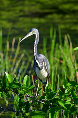 Tricolored Heron - Egretta tricolor - perched above wetlands of Green Cay Nature Center in Boynton Beach, Florida.