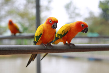Macaw birds animal catch on iron railing in zoo.