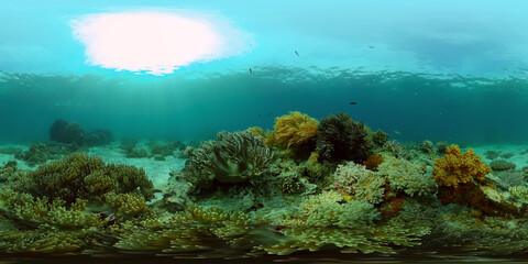 Fototapeta na wymiar Underwater fish reef marine. Tropical colourful underwater seascape. Philippines. 360 panorama VR