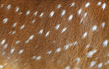 Deer skin texture with brown and white color stripes for background.