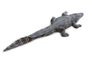 Crocodile isolated on white background. Image with Clipping path.