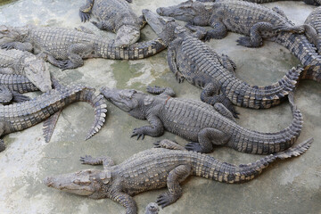 Crocodile in the farm and zoo in Thailand.