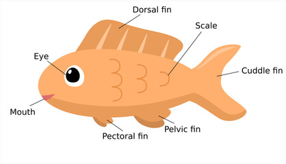 Body Parts of Fish