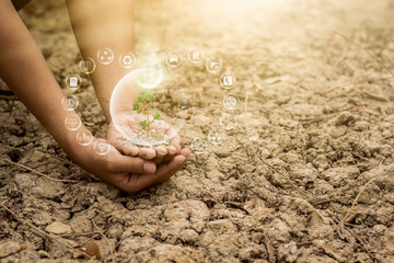 hand touching planting small plants with holographic soil environmental science with new future technology business planning development and conservation protection