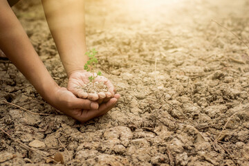 hand touching planting small plants with holographic soil environmental science with new future technology business planning development and conservation protection