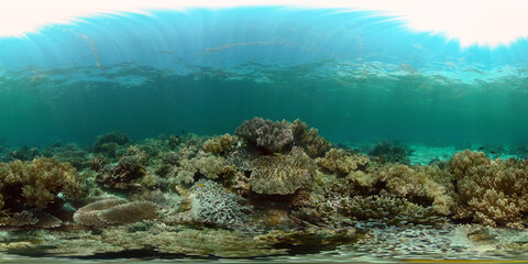 Fototapeta premium Tropical colourful underwater seascape. Tropical fishes and coral reef underwater. Underwater landscape. Philippines. 360 panorama VR