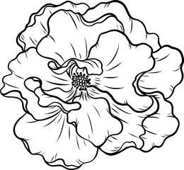 Dortmund rose png.Beautiful flower on transparent background.