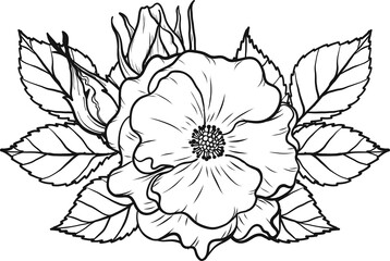 Dortmund rose png.Beautiful flower on transparent background.