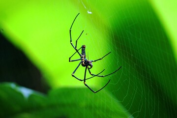 Spider plays on net