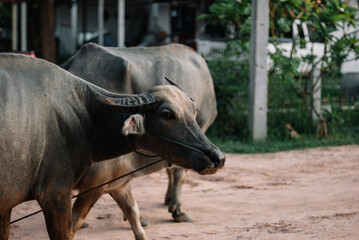 farming buffalo in southeast asia