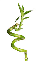 Curly Bamboo