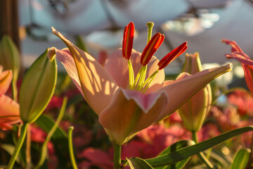 Beautiful pink lily flower, Blooming White lilies and green leaves in the garden, Blooming pink tender Lily flower.