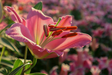 Beautiful pink lily flower, Blooming White lilies and green leaves in the garden, Blooming pink tender Lily flower.