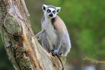 Lemur in Tree