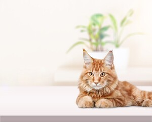 Cute domestic cat pet posing