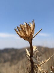 photo of a eryngo or sea holly plant in the mountains of mexico, nature landcape