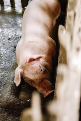 farming pig in southeast asia