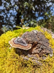 mushroom on a tree spring season nature photography ideas 