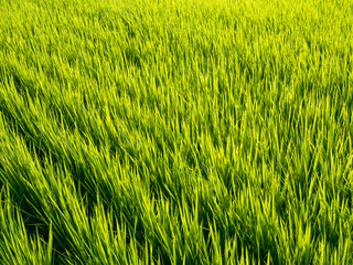 Wide and green paddy field, Taiwan