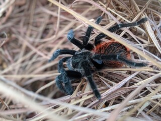 spider tarantula macro photo in the grass wild animals of america, biology and entomology arachnid with brown field, Mexican animals nature 